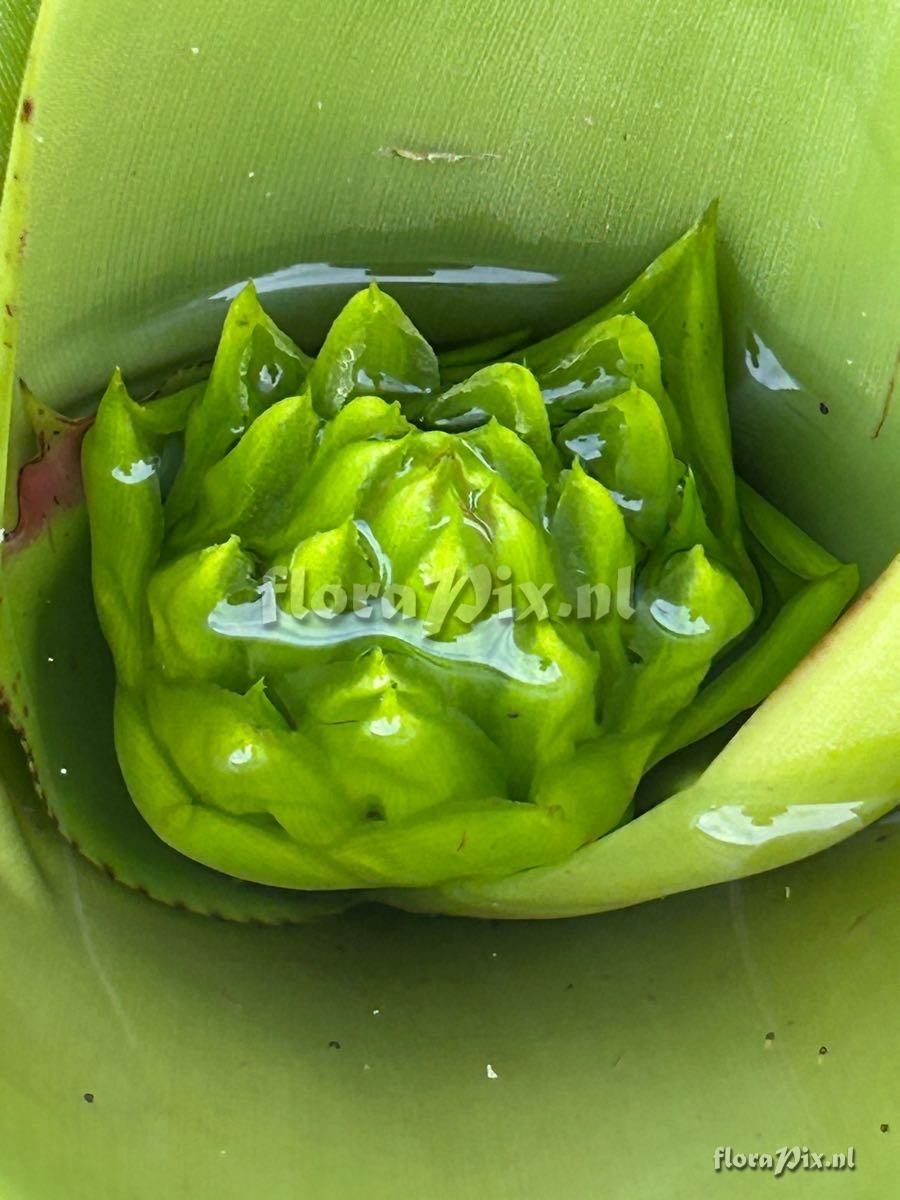 Neoregelia cruenta