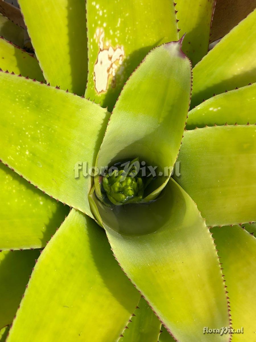 Neoregelia cruenta