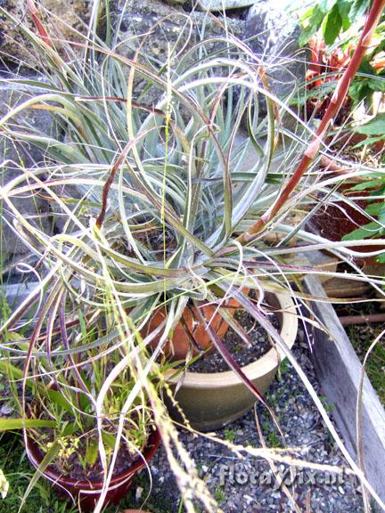 Puya unknown Garden