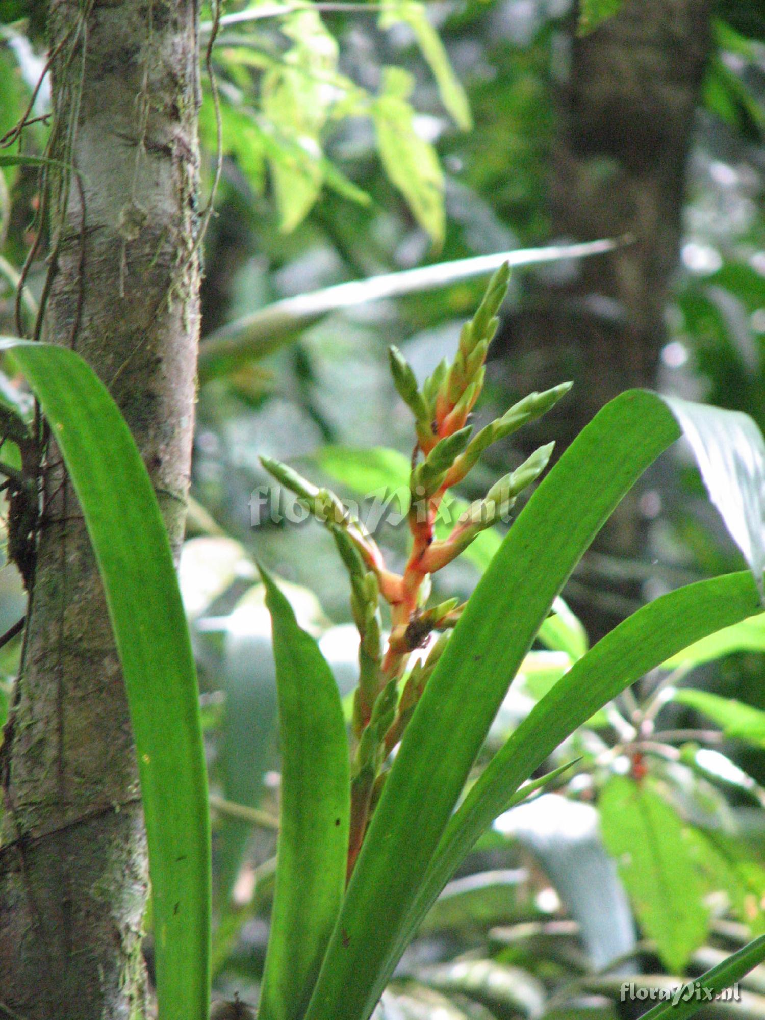 Guzmania Rio Sarapiqui 1