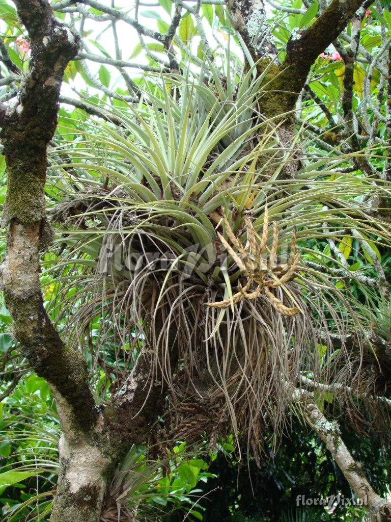 Tillandsia sp.