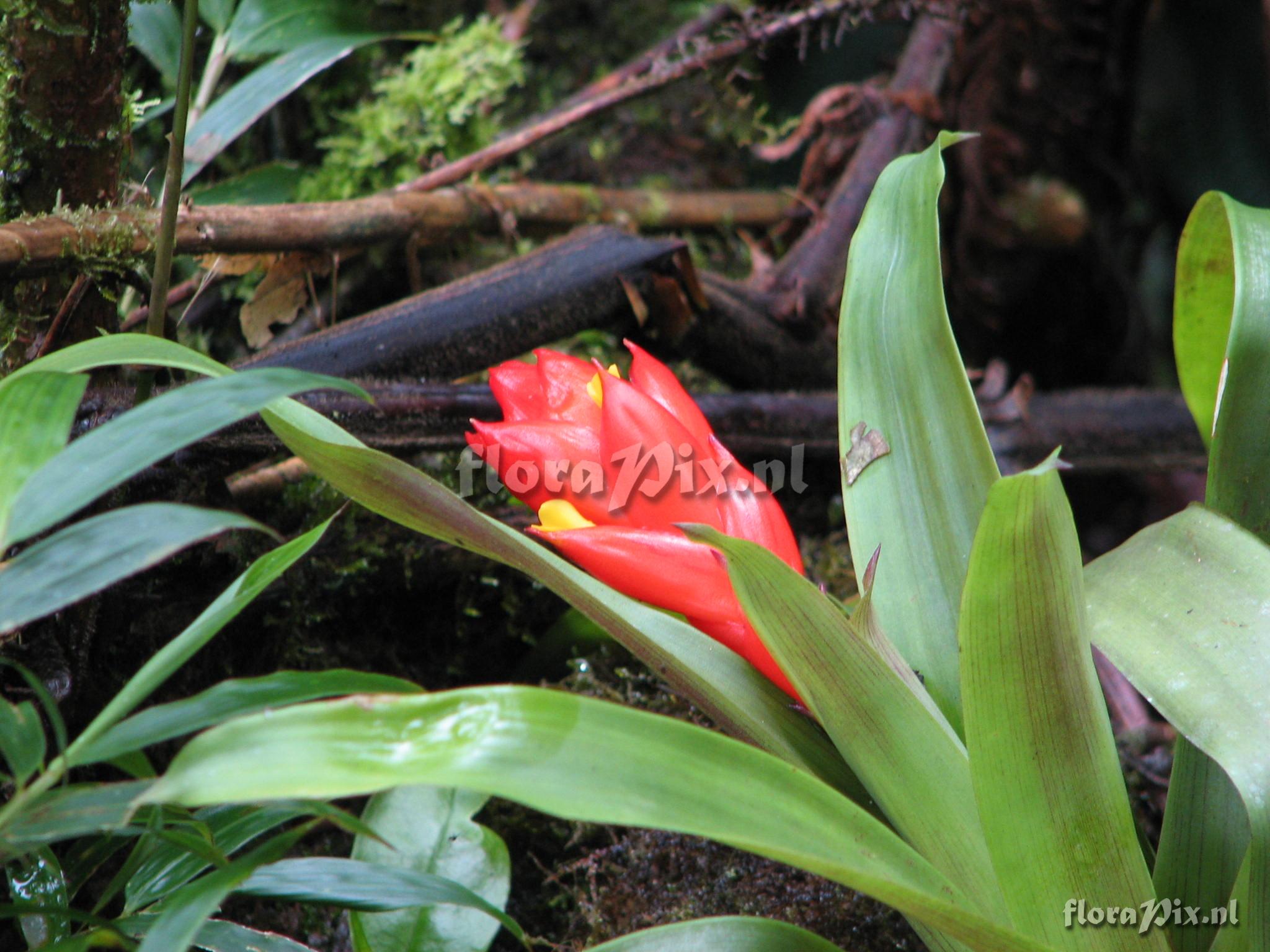 Guzmania jaramilloi