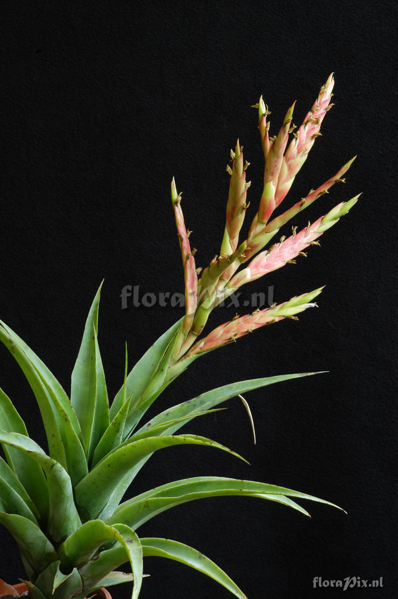 Tillandsia roezlii