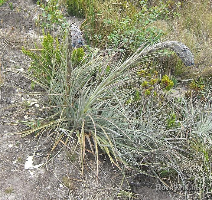 Puya lepidota