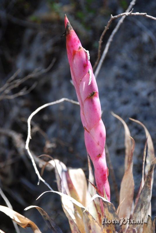 Tillandsia walteri