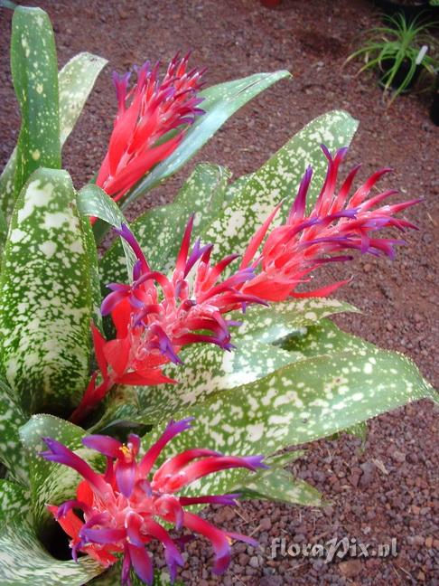 Billbergia Pyramidalis/chlorostricta "Fantasia"