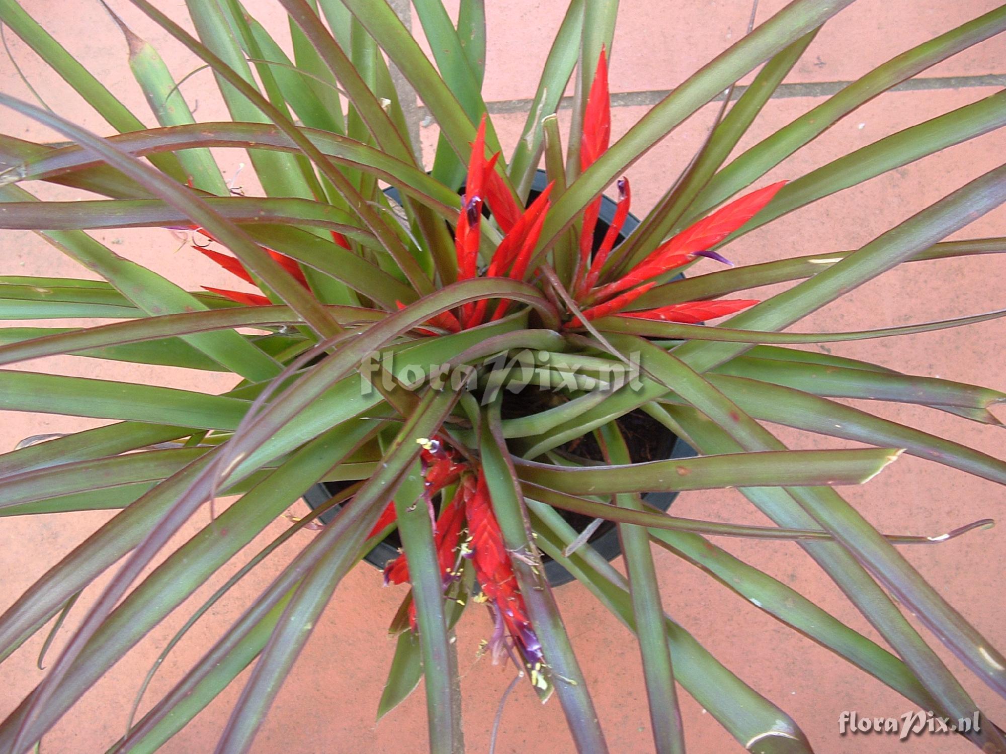 Tillandsia flabellata