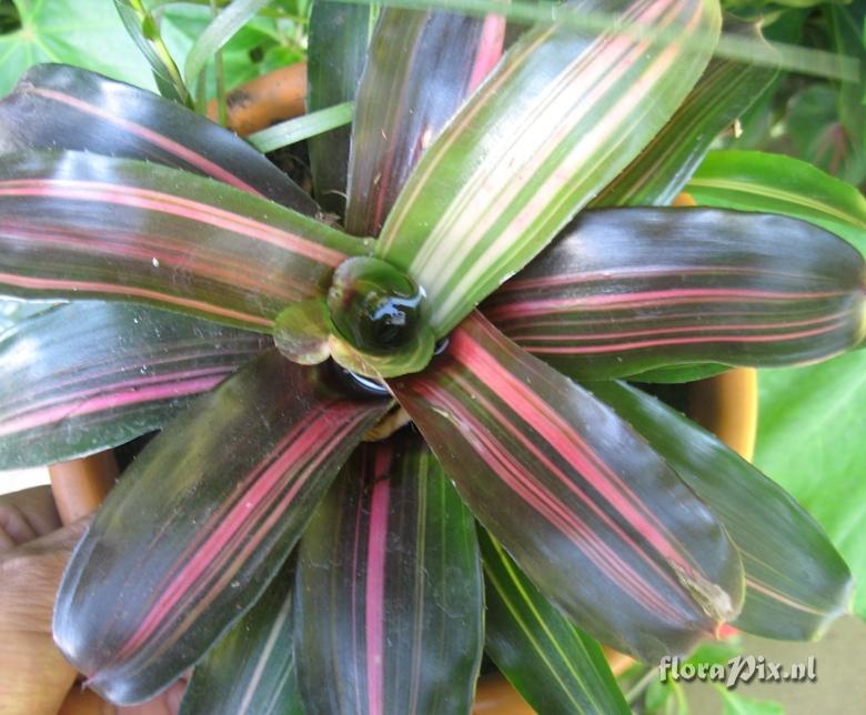 Neoregelia carolinae variegada ?