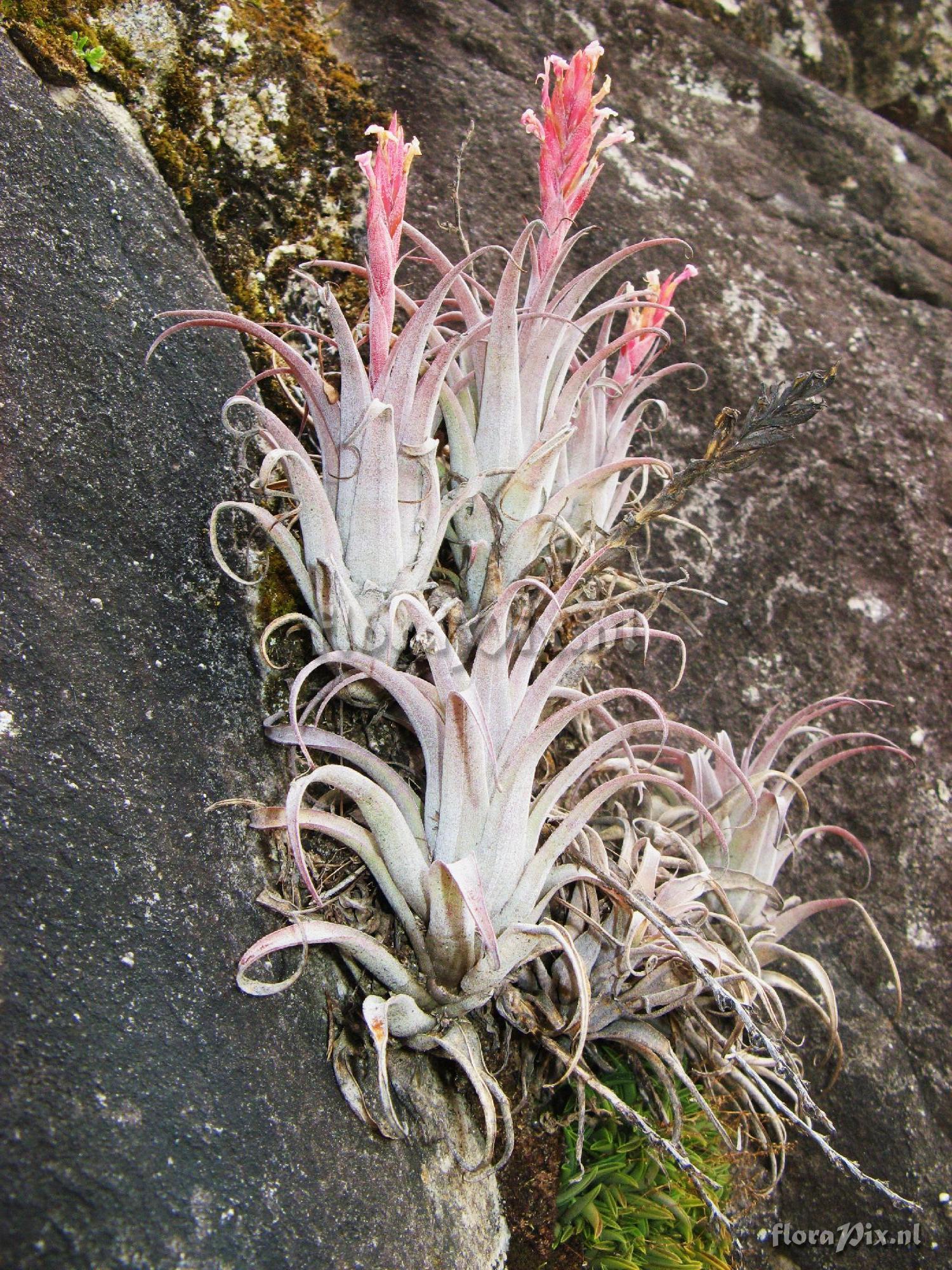 Tillandsia macbrideana var. longifolia