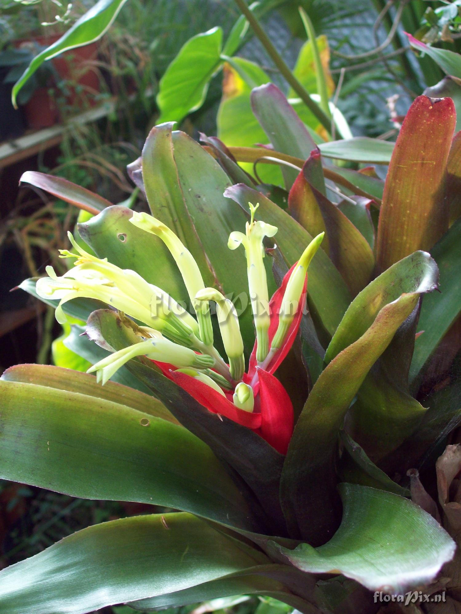 Billbergia amoena