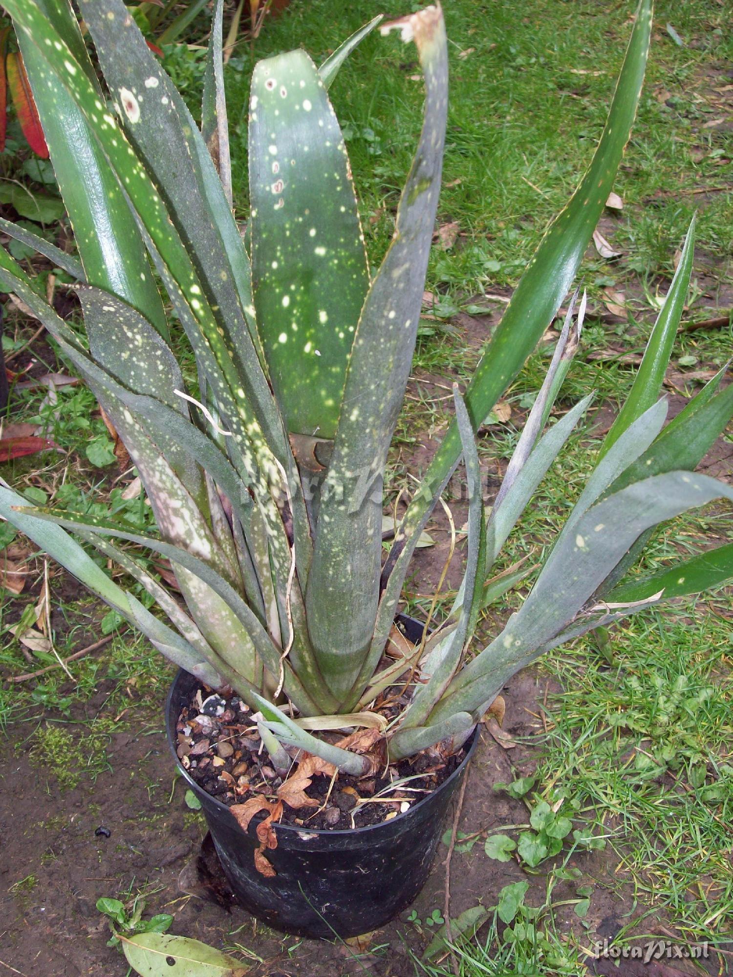 Bromeliaceae