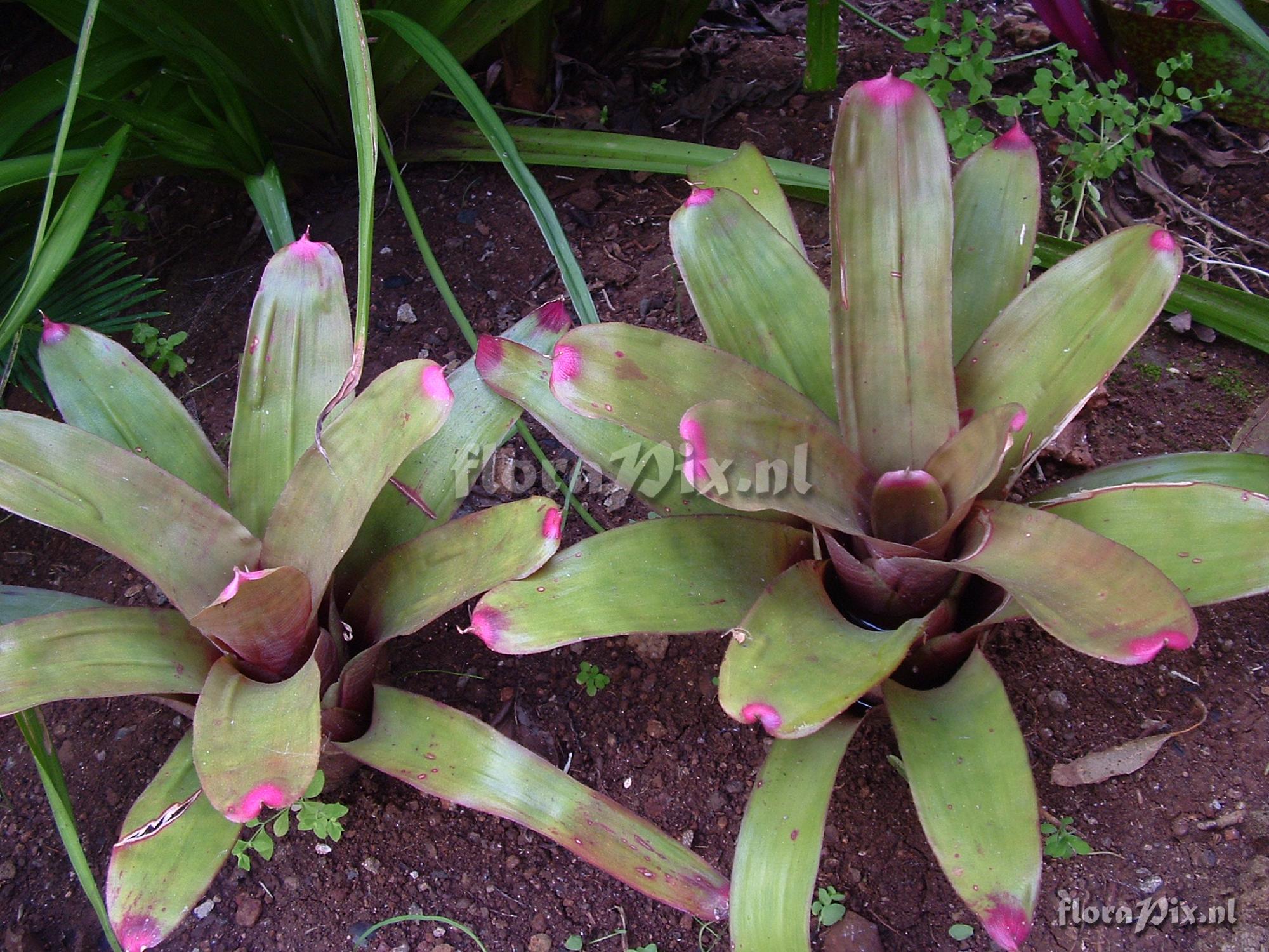 Neoregelia spectabilis