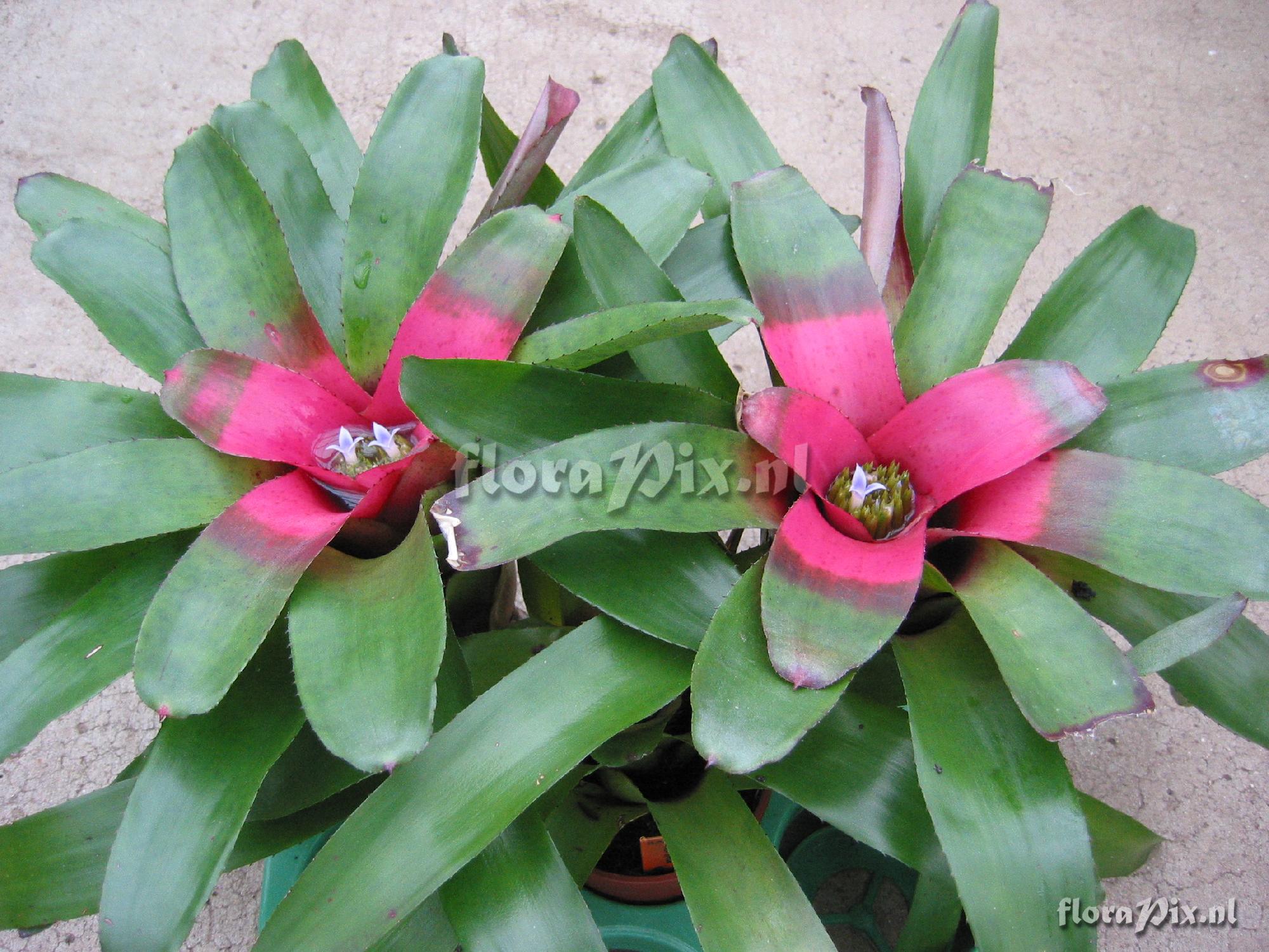 Neoregelia spec.