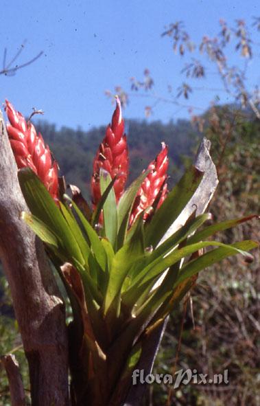 Tillandsia multicaulis