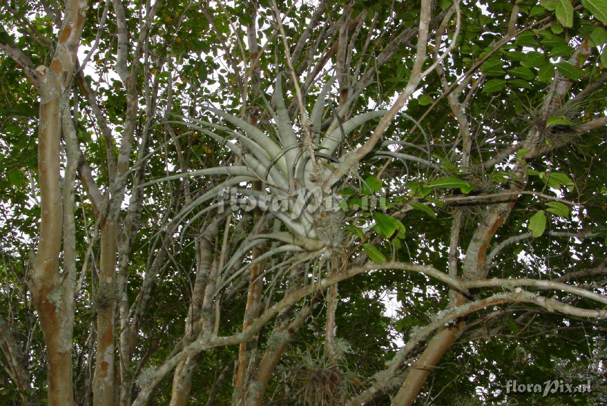 Tillandsia variabilis 