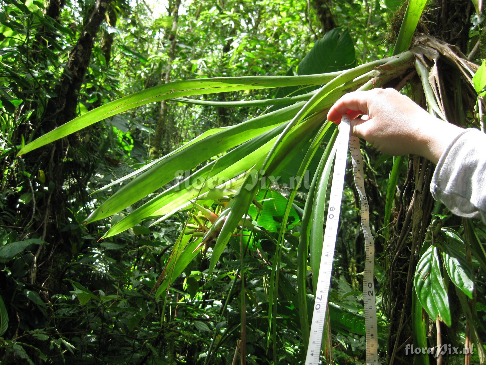 Werauhia spec.