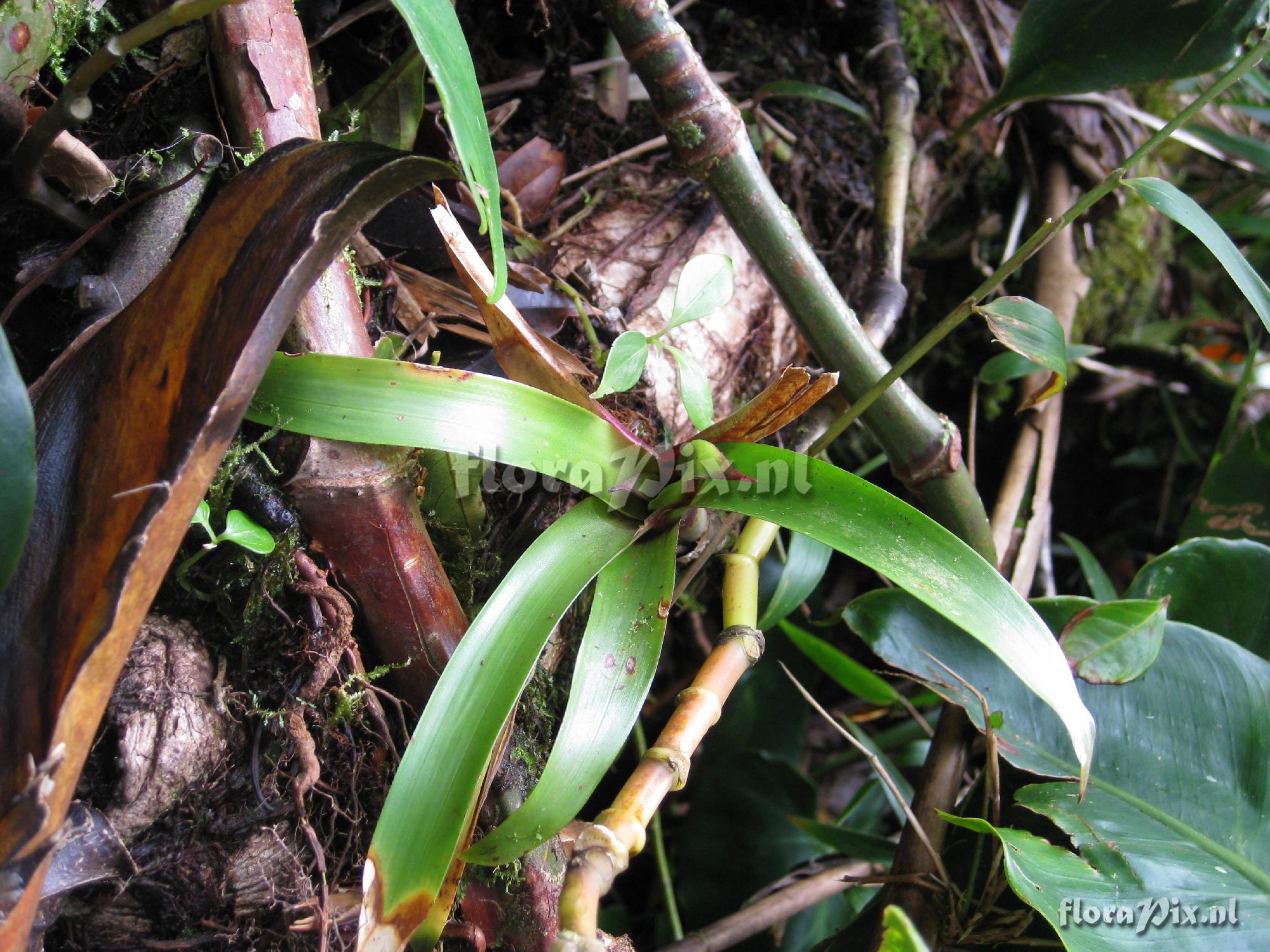 Guzmania spec.