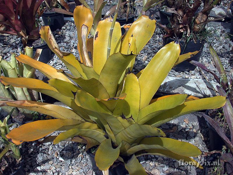 Aechmea lingulatoides