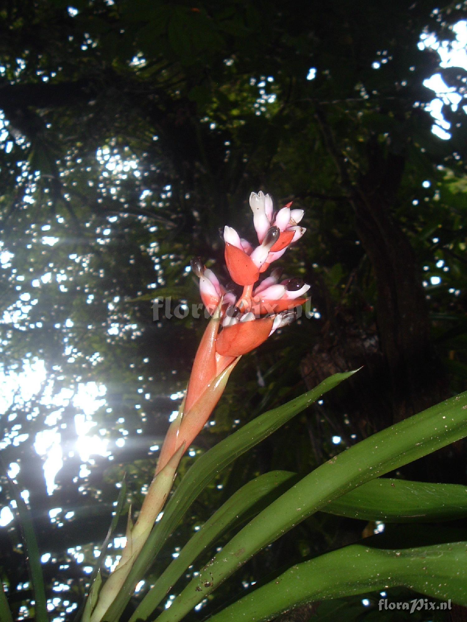 Aechmea weilbachii 