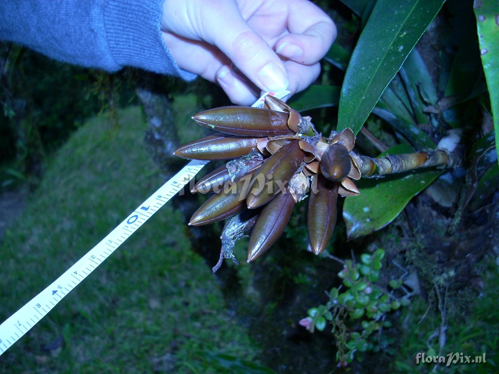 Guzmania spec.