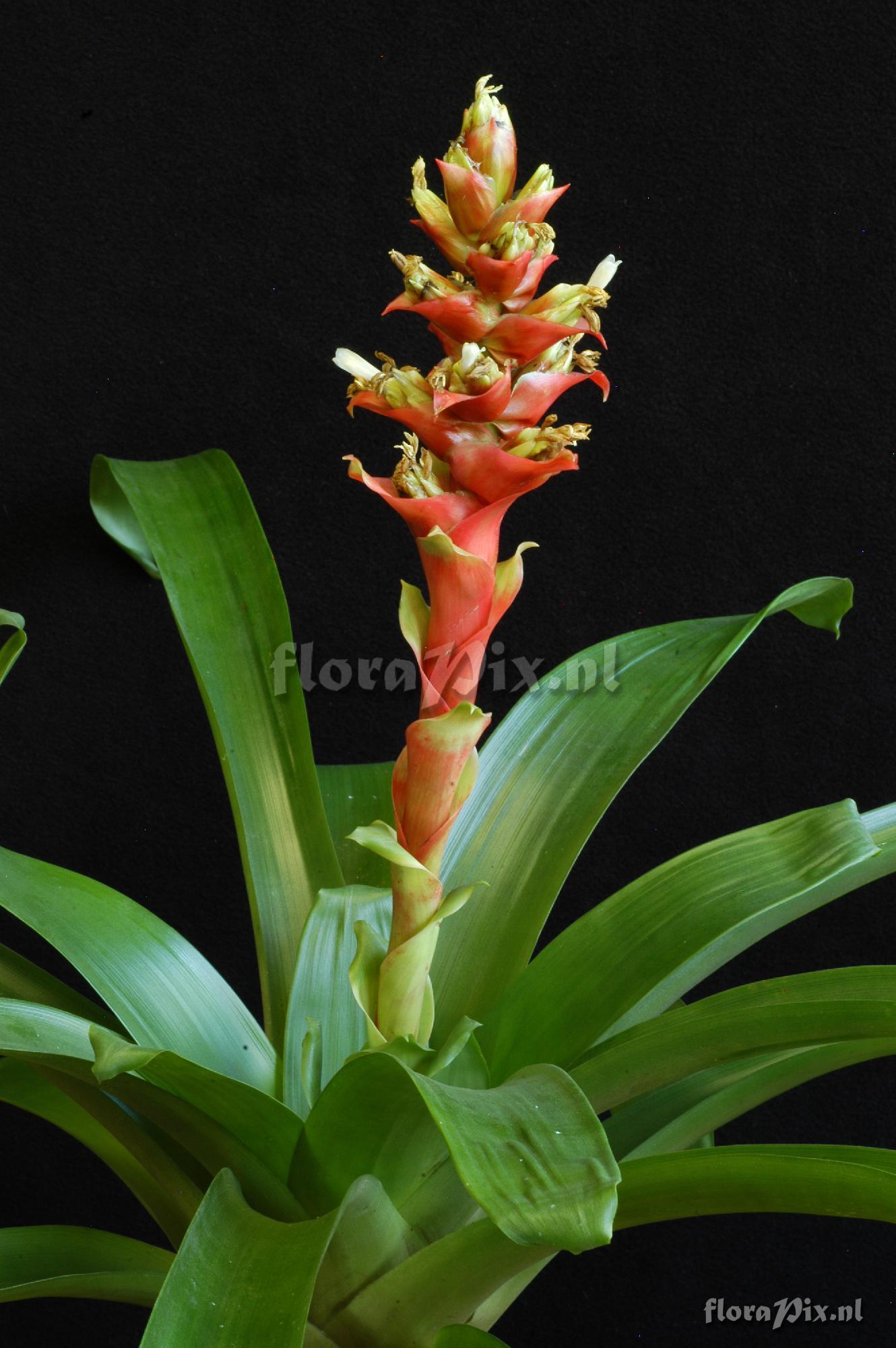 Guzmania variegata