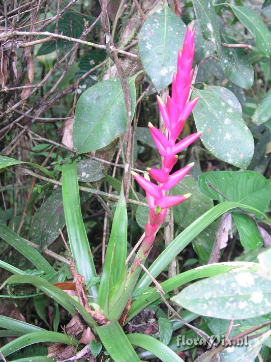 Guzmania rosea