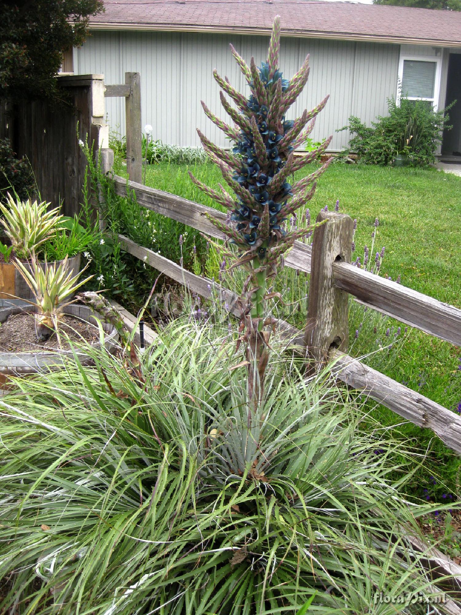 Puya alpestris 