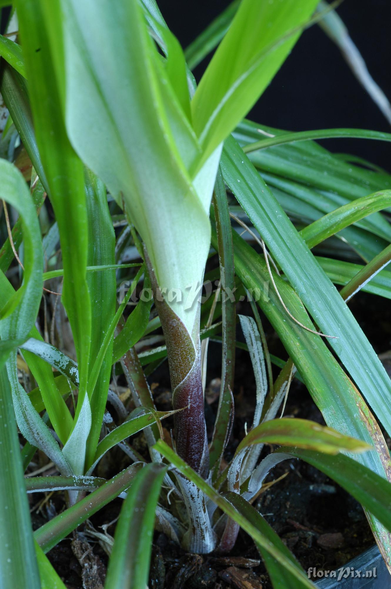 Pitcairnia aff. lechleri 