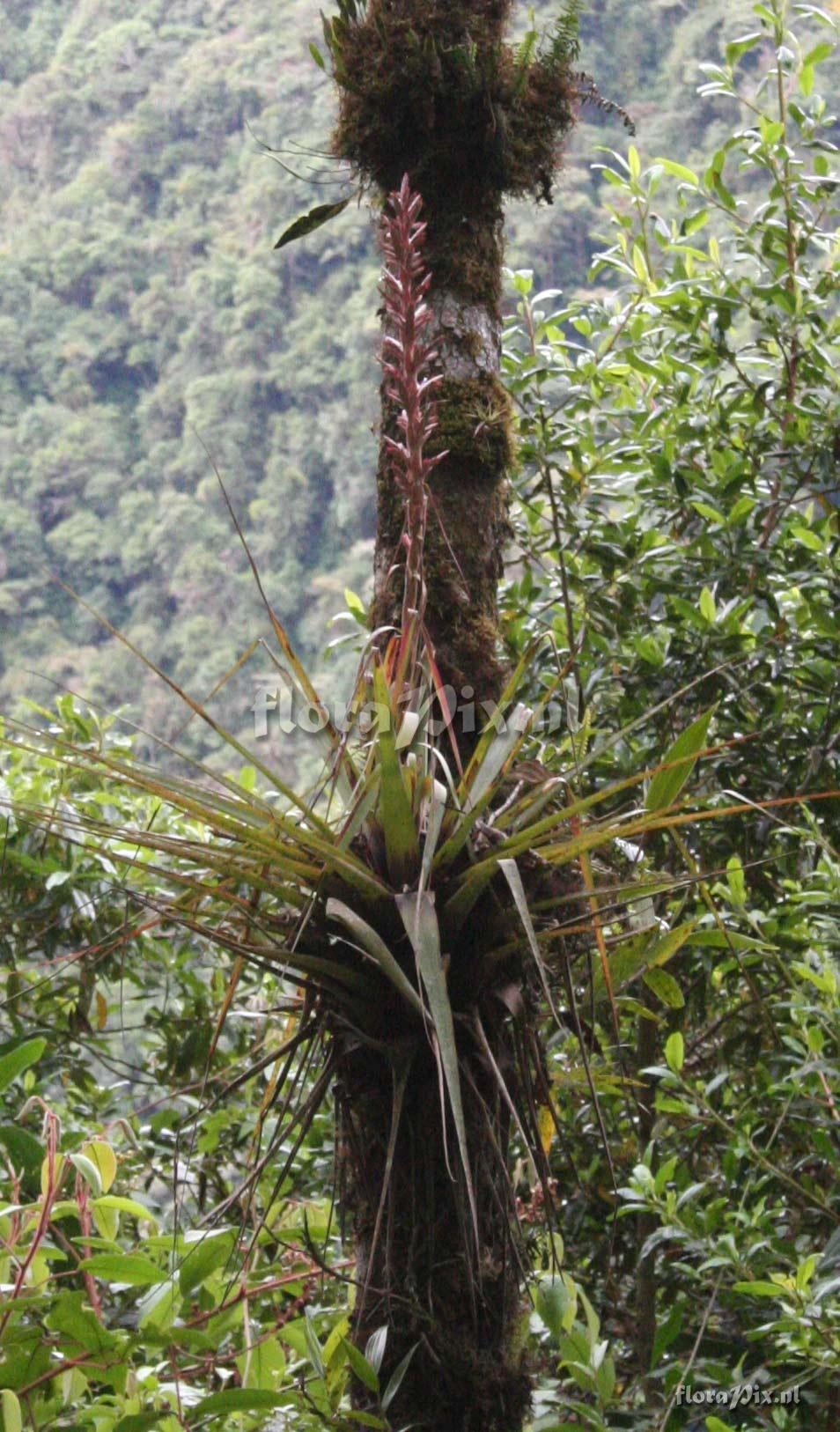 Tillandsia sp