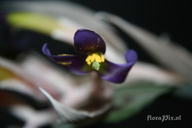 Billbergia euphemiae