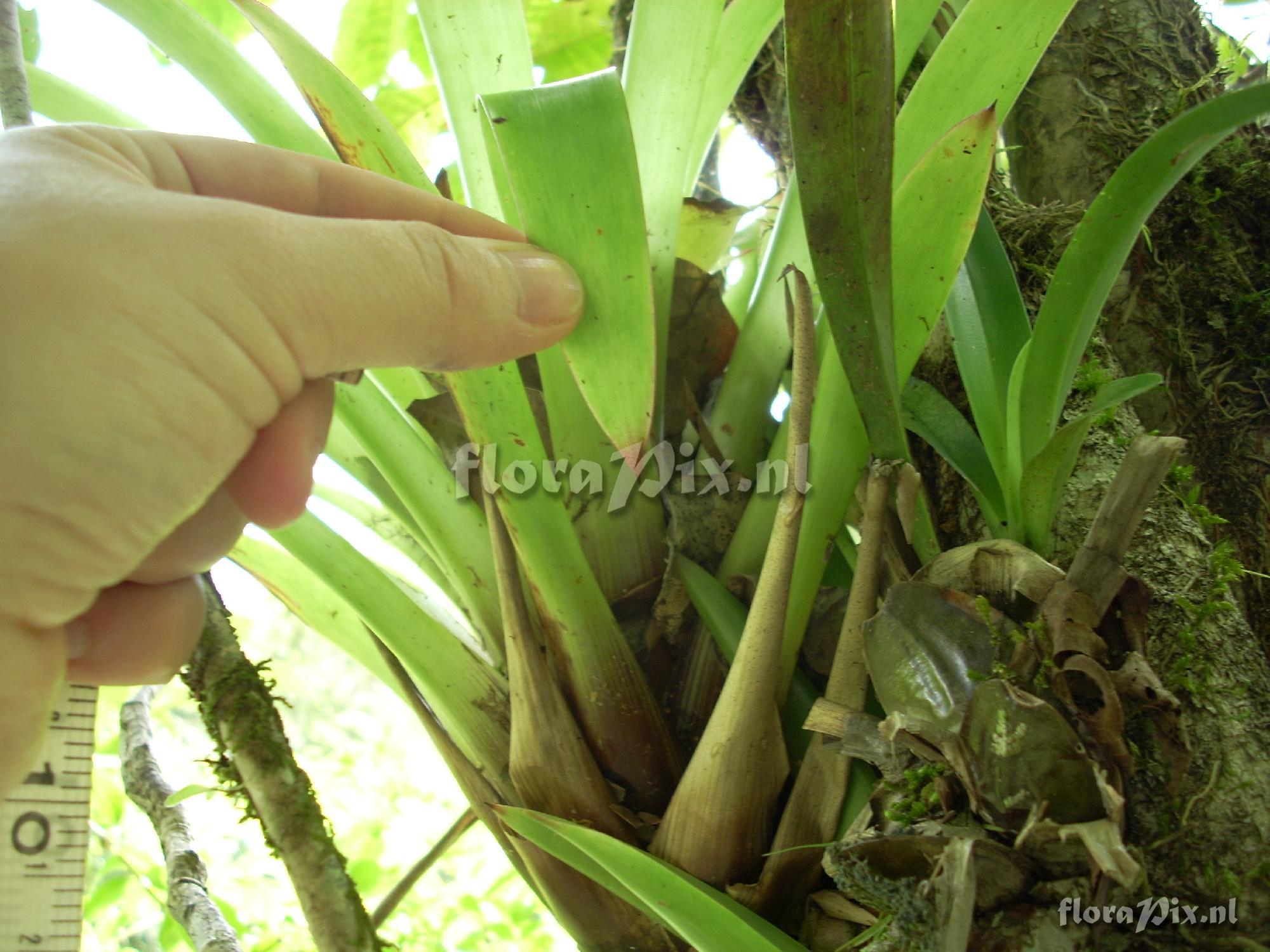 Guzmania sphaeroudea