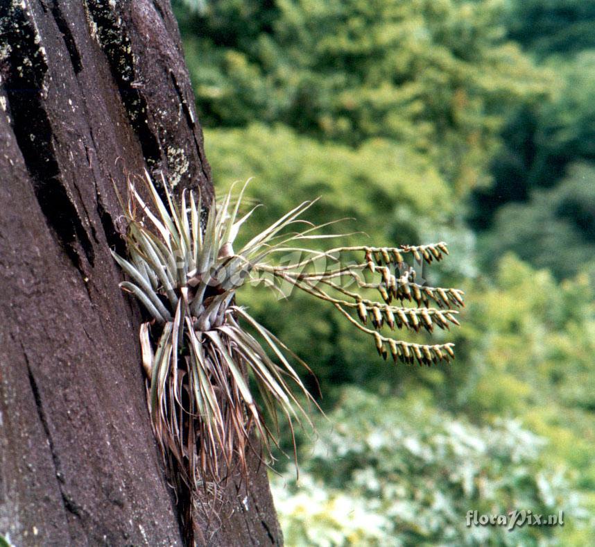 Vriesea gastiniana