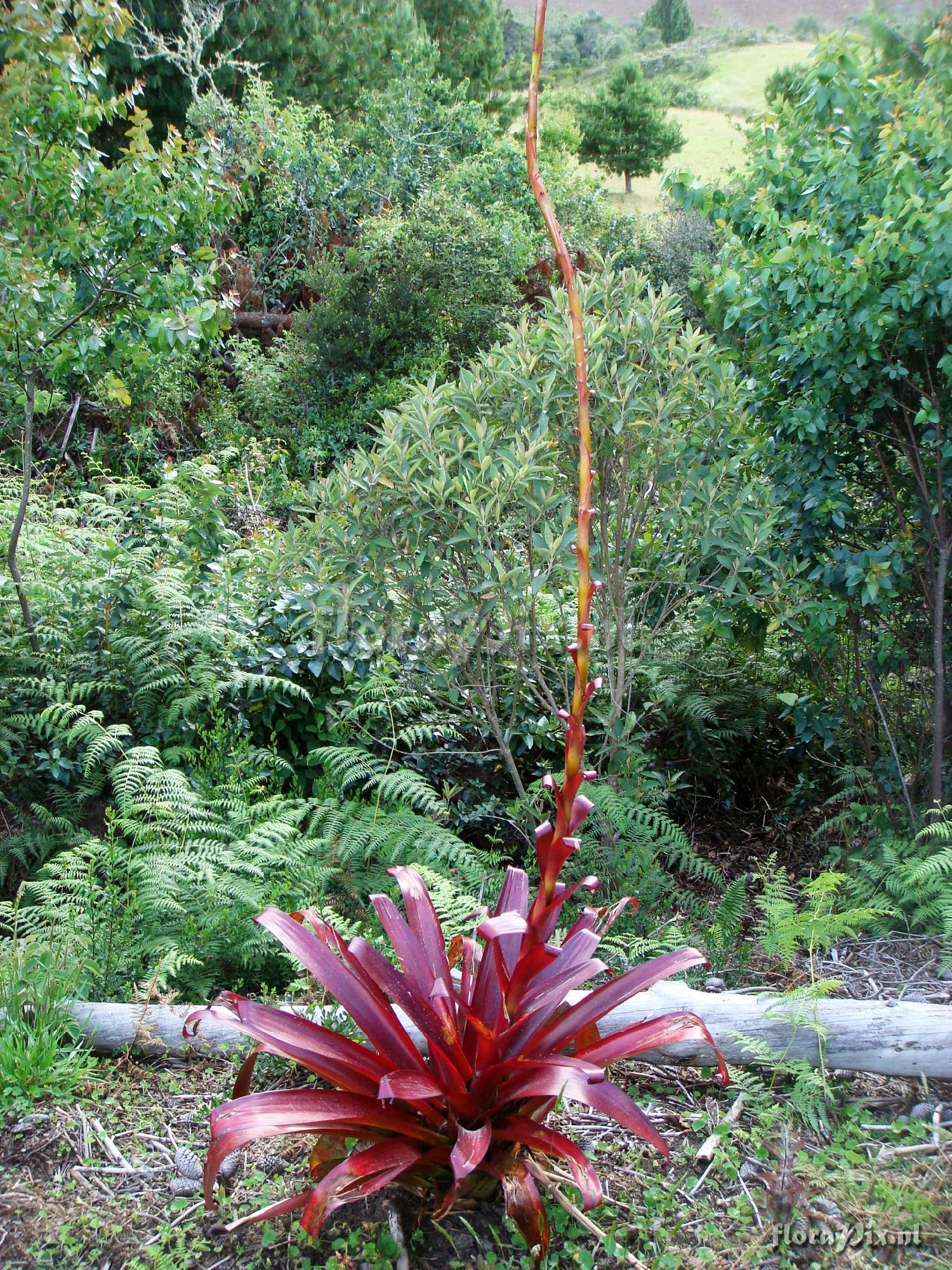 Tillandsia pastensis