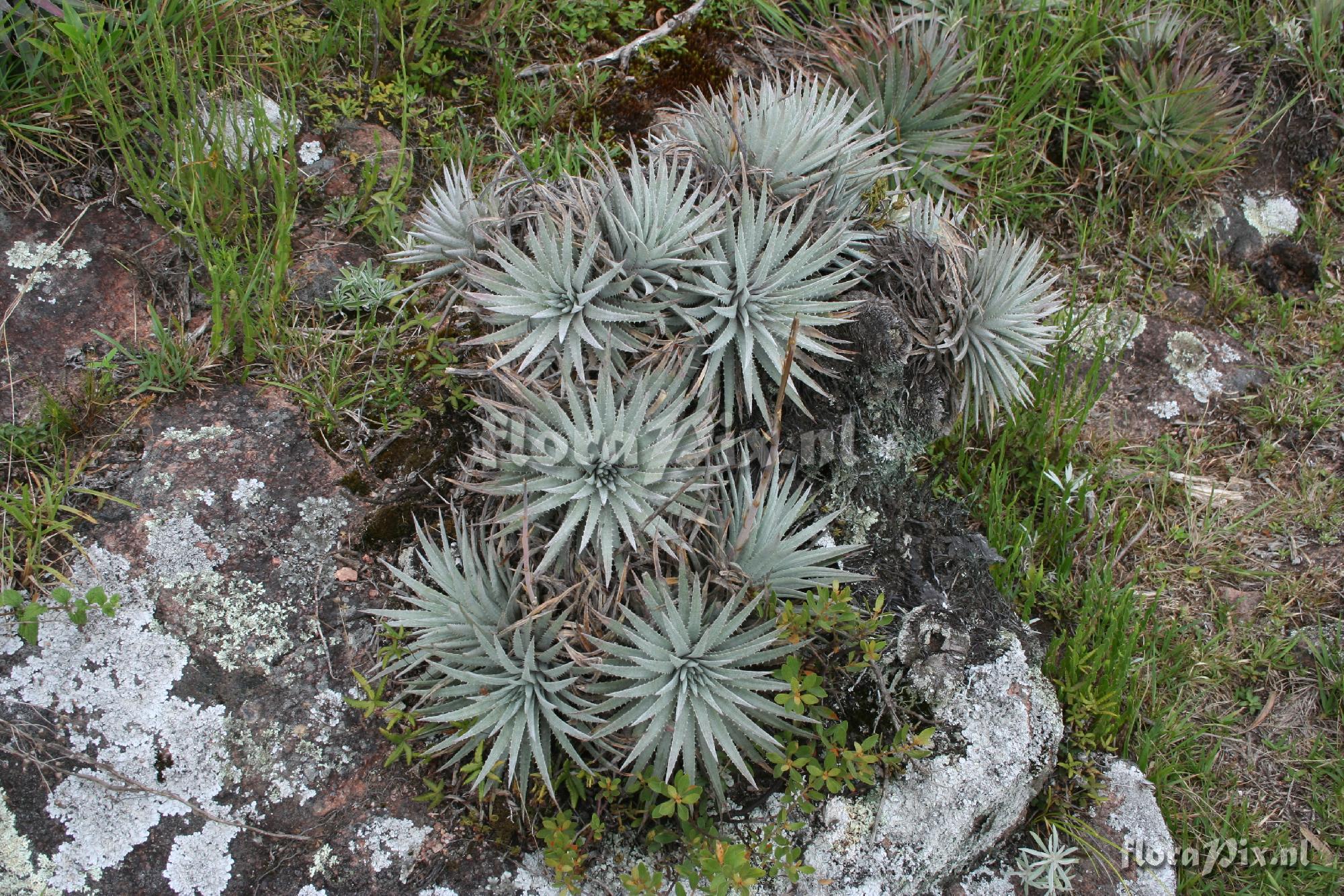 Dyckia hebdingii