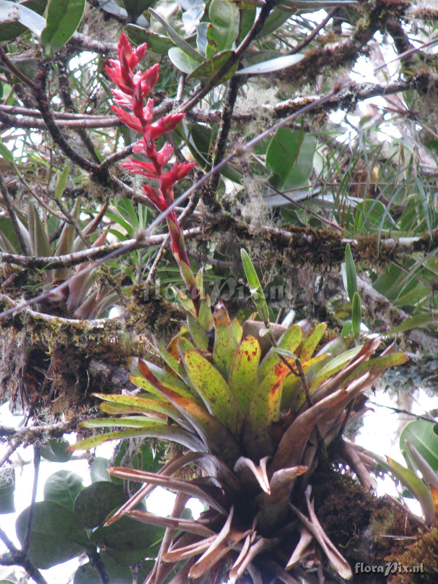 Tillandsia superba