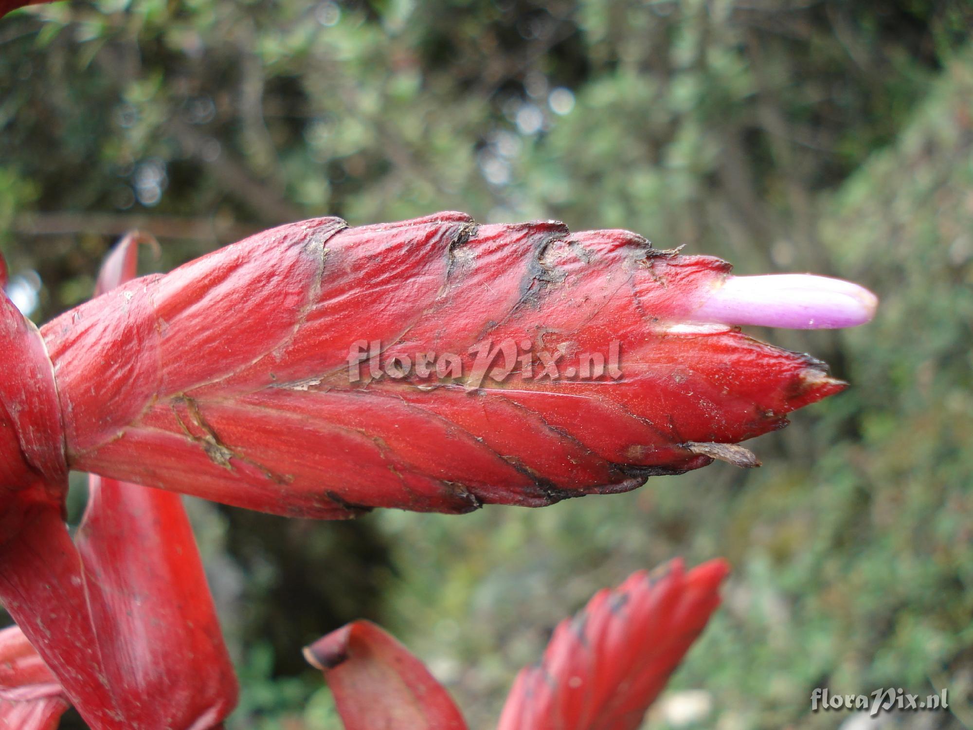 Tillandsia superba