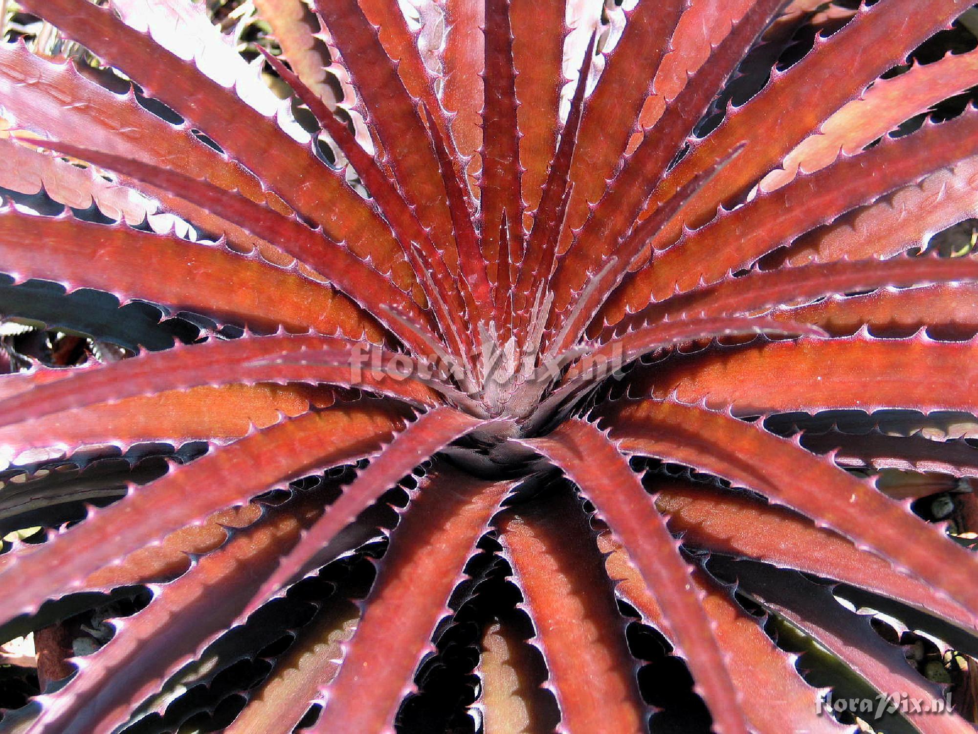 Dyckcohnia (Deuterocohnia brevispicata x Dyckia