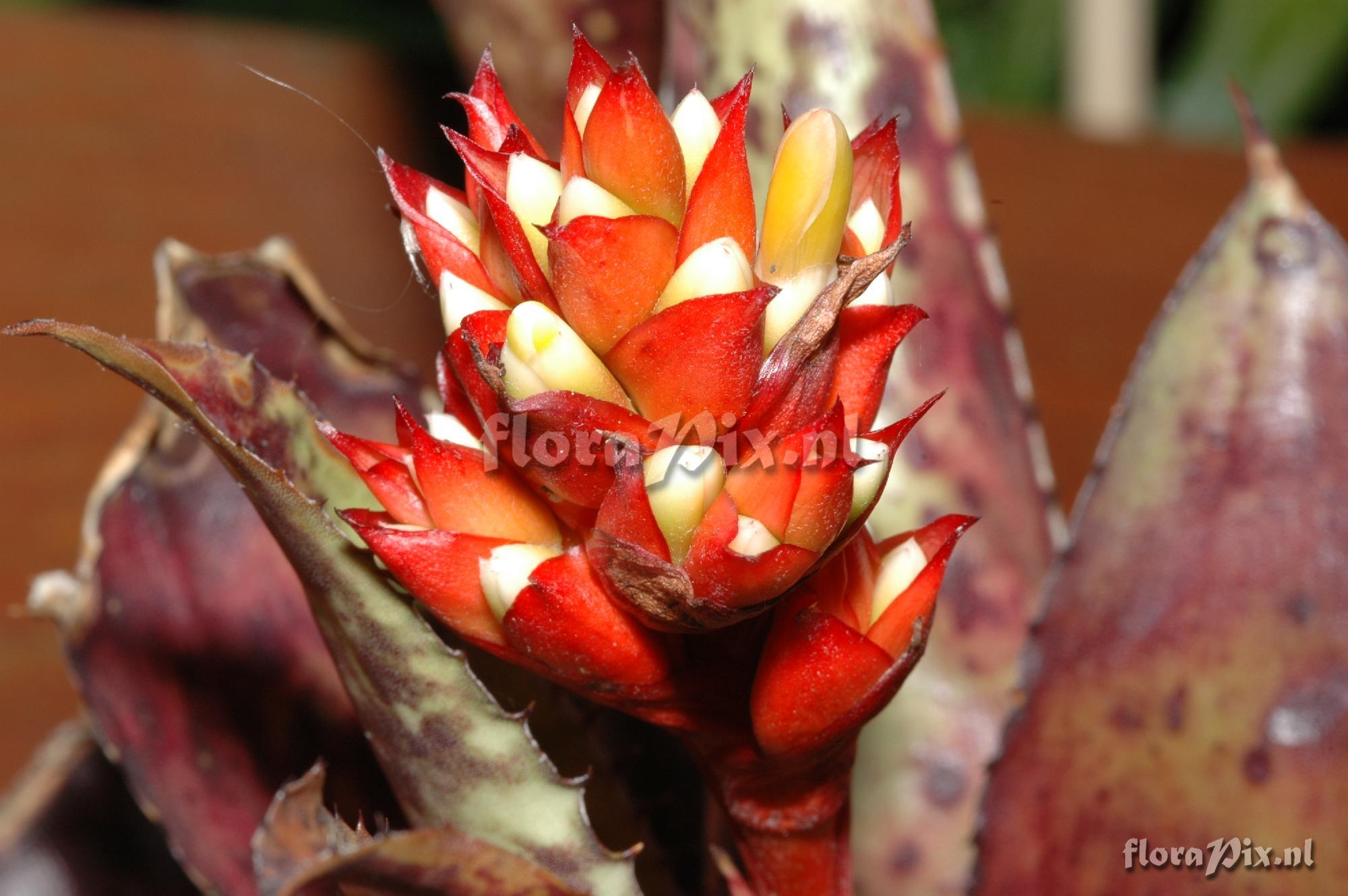 Aechmea orlandiana