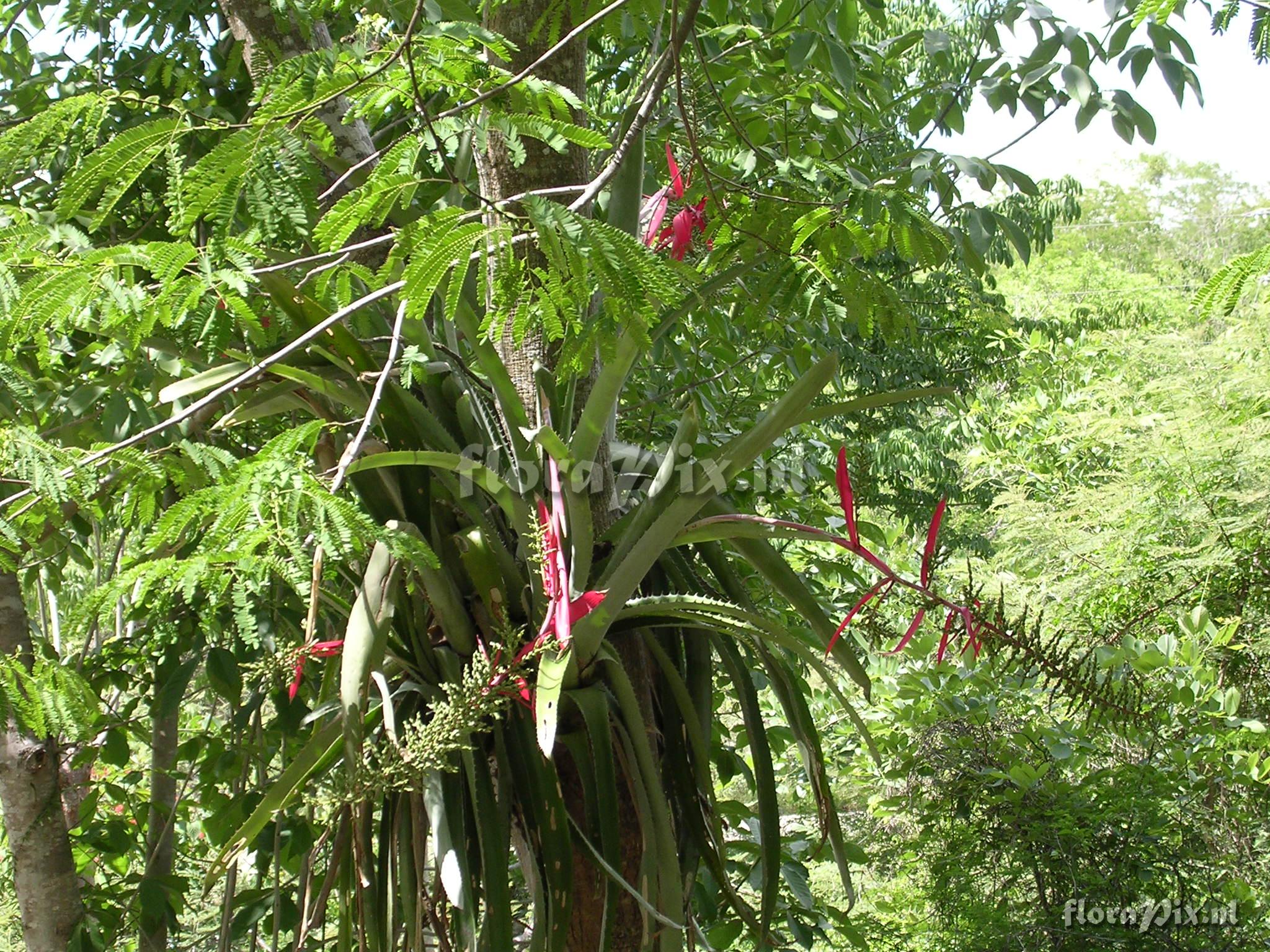 Aechmea bracteata