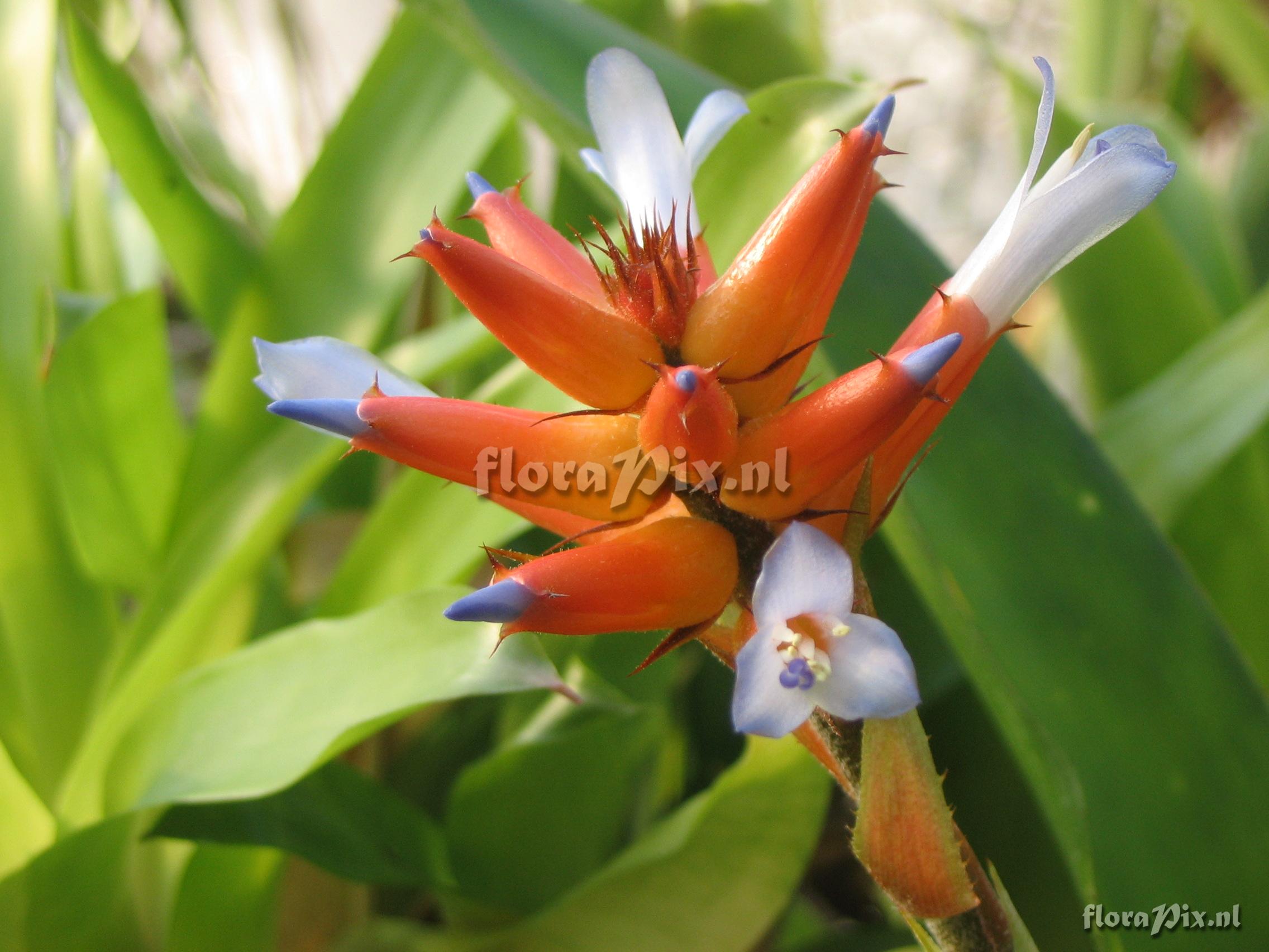 Aechmea fraseri