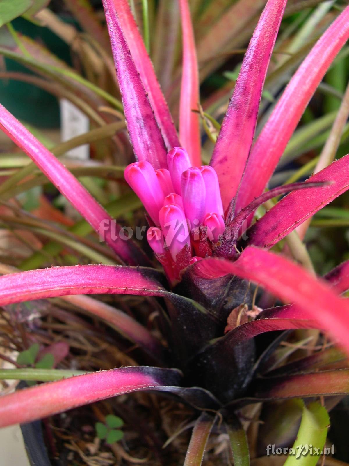 Aechmea recurvata var. benrathii