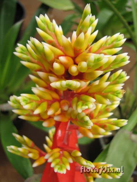 Aechmea hybrid