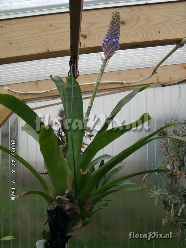 Aechmea cylindrata