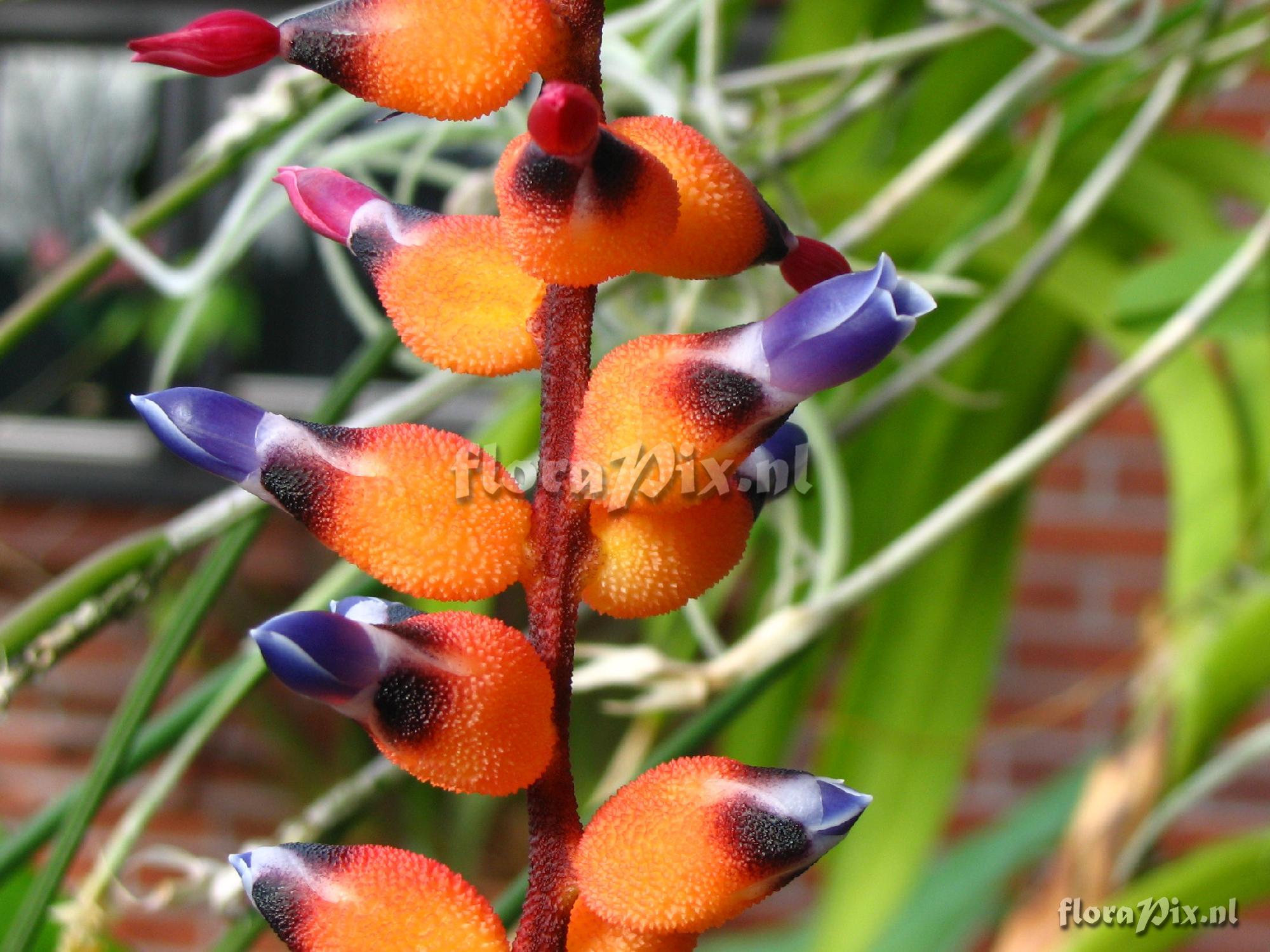 Aechmea warasii