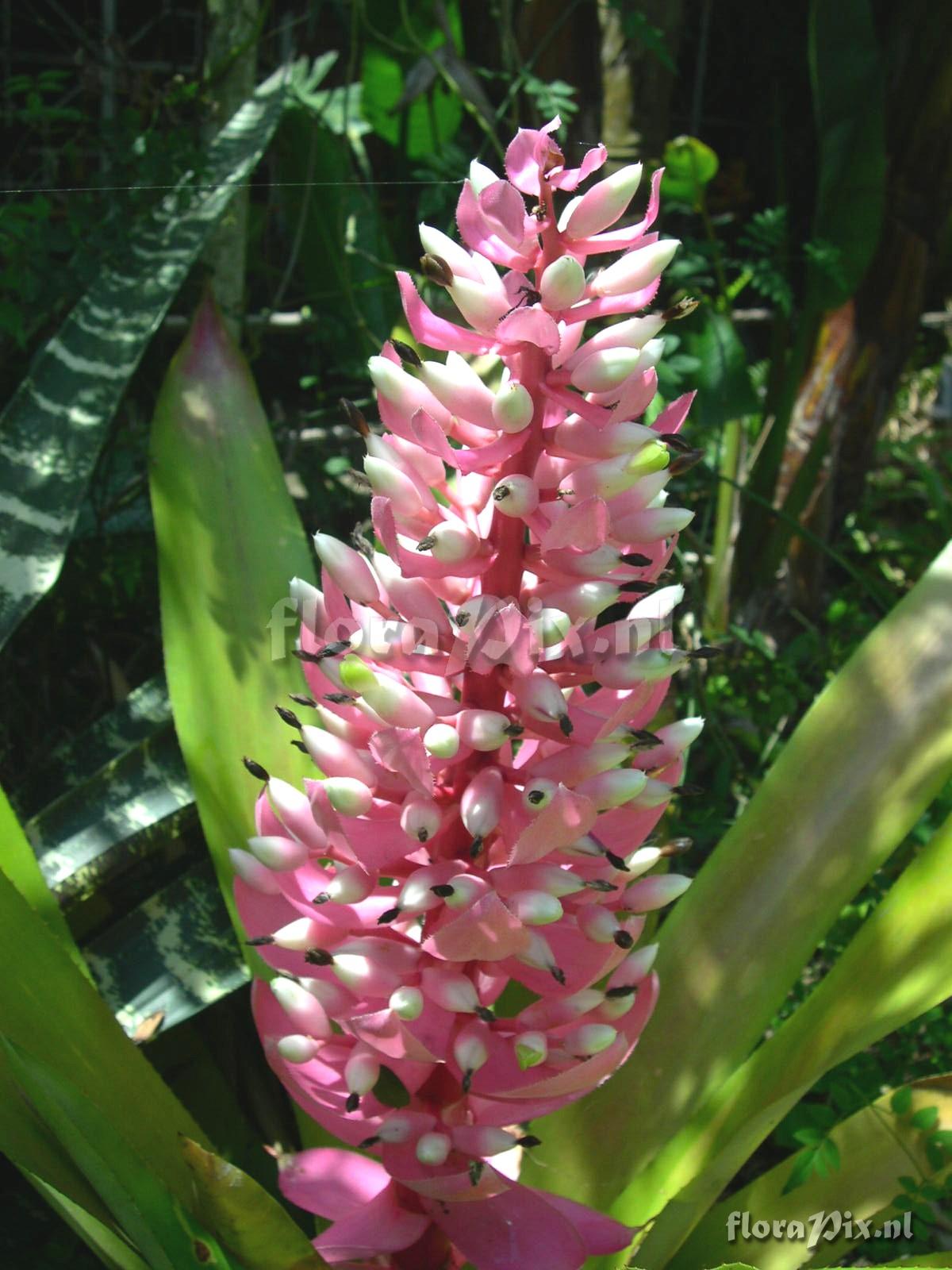 Aechmea woronowii