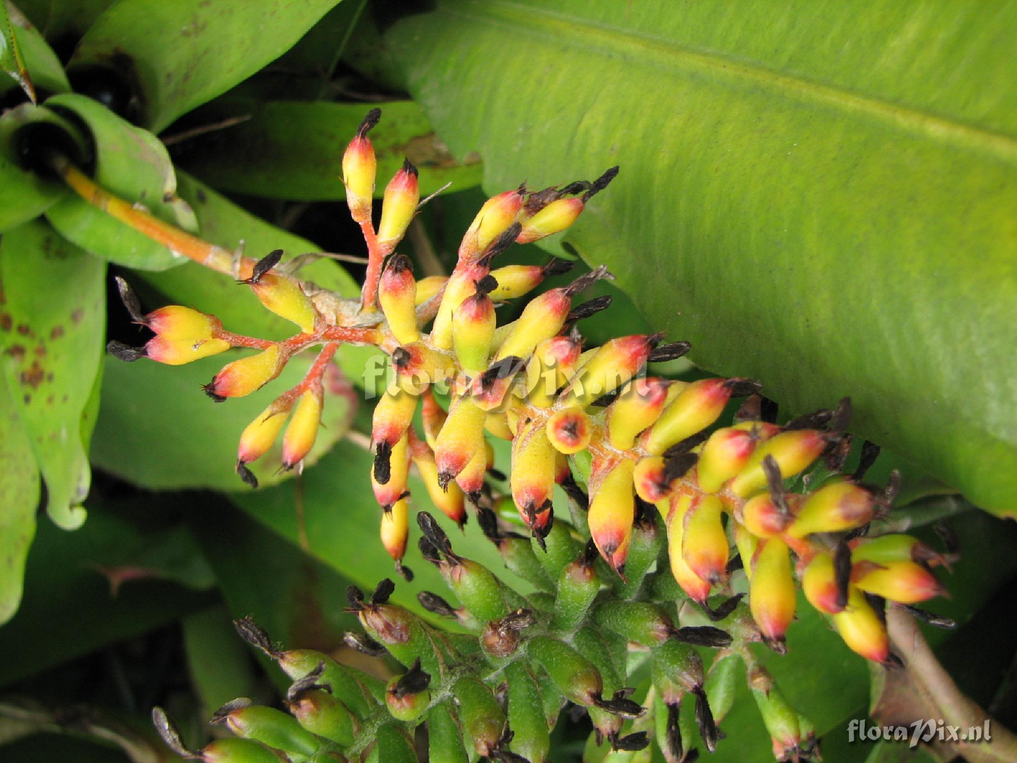 Aechmea blumenavii