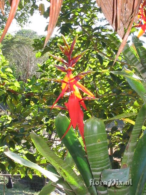 Aechmea chantinii