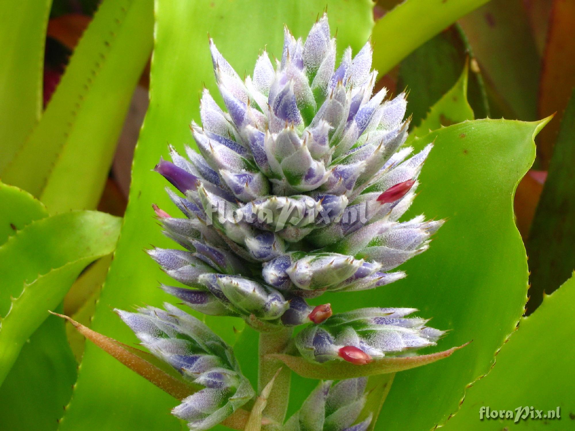 Aechmea serrata