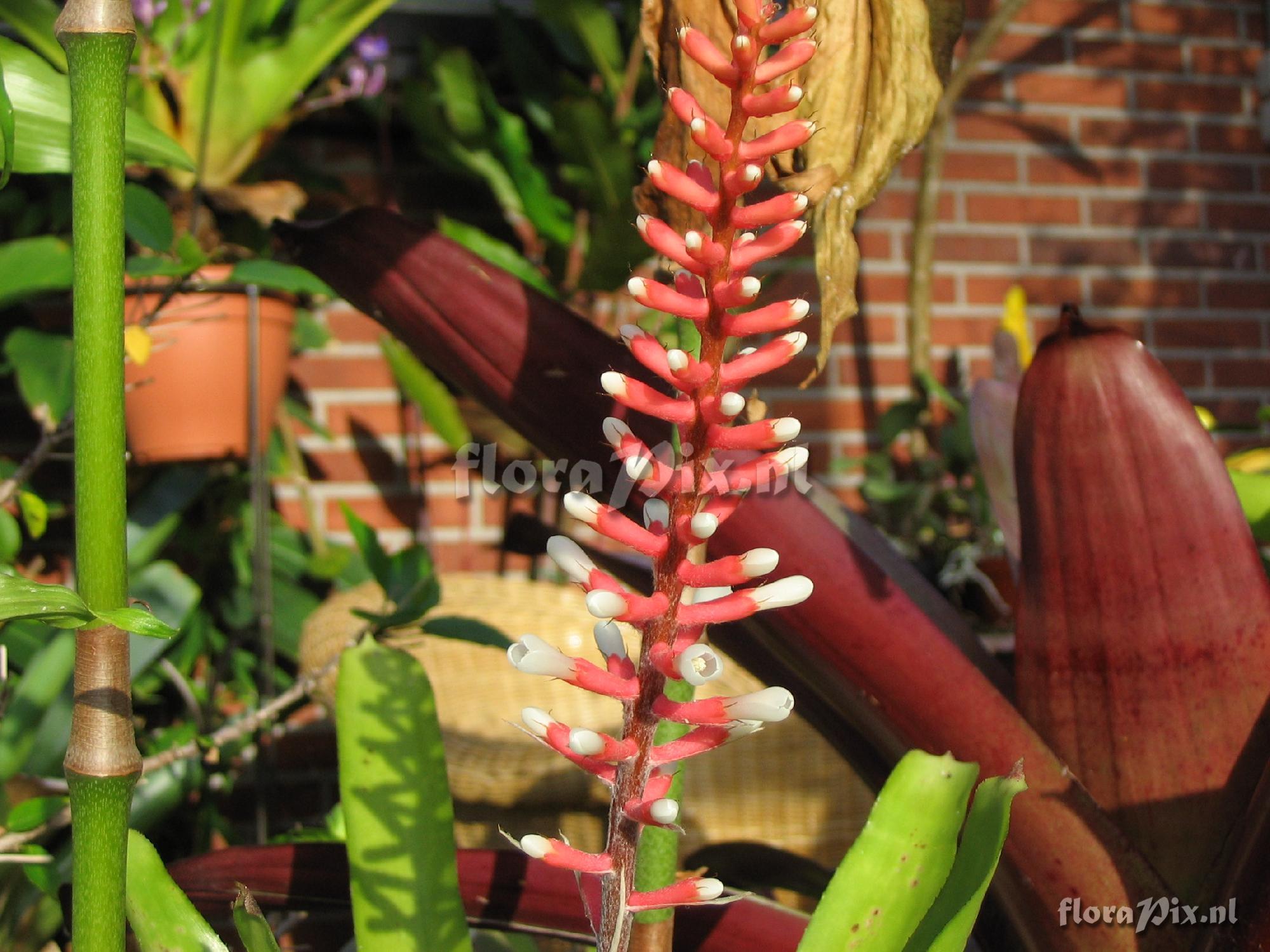 Aechmea gamosepala  v. nivea