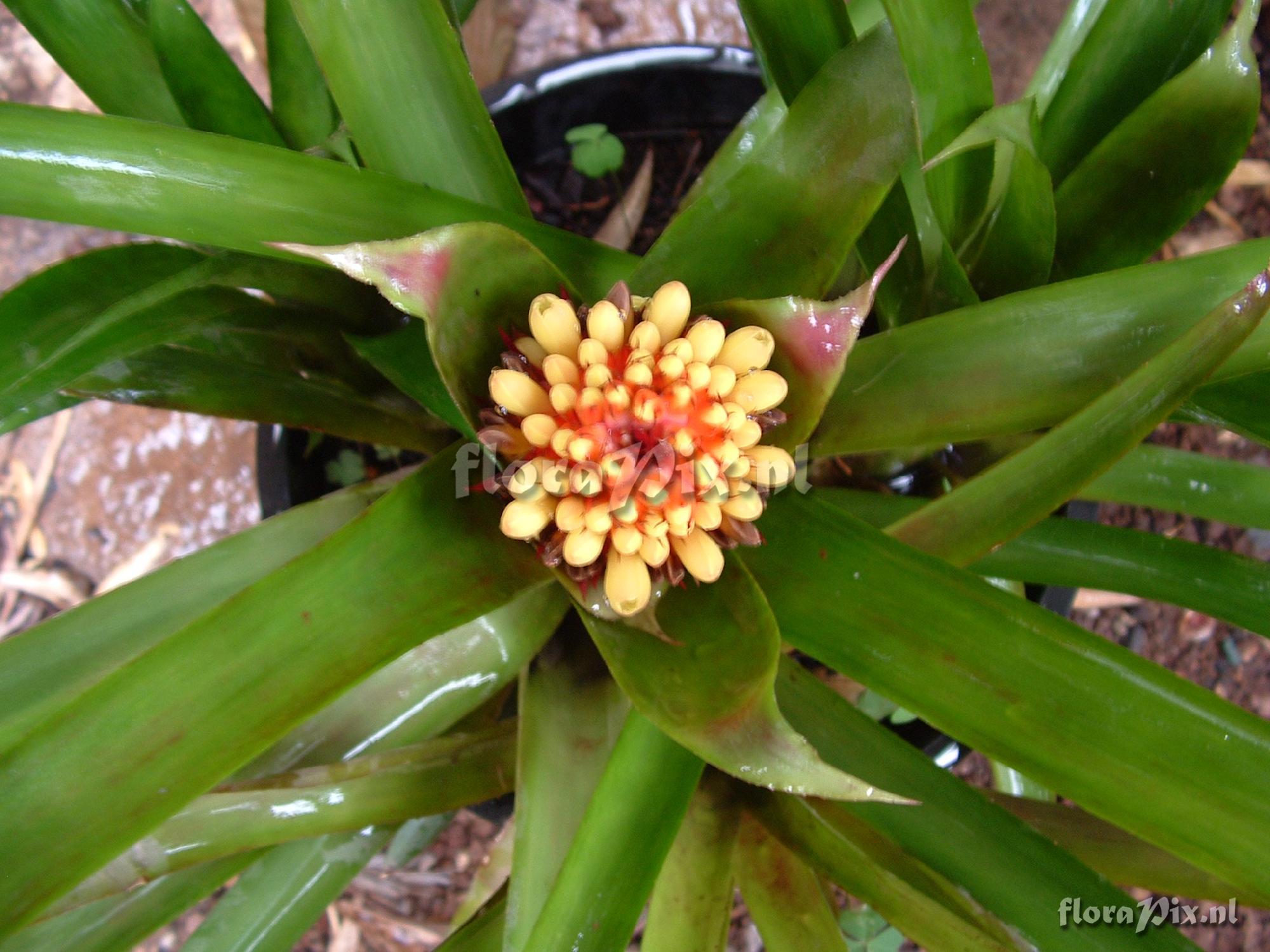 Aechmea Calyculata X recurvata